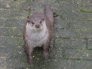 De Europese otter is veel groter